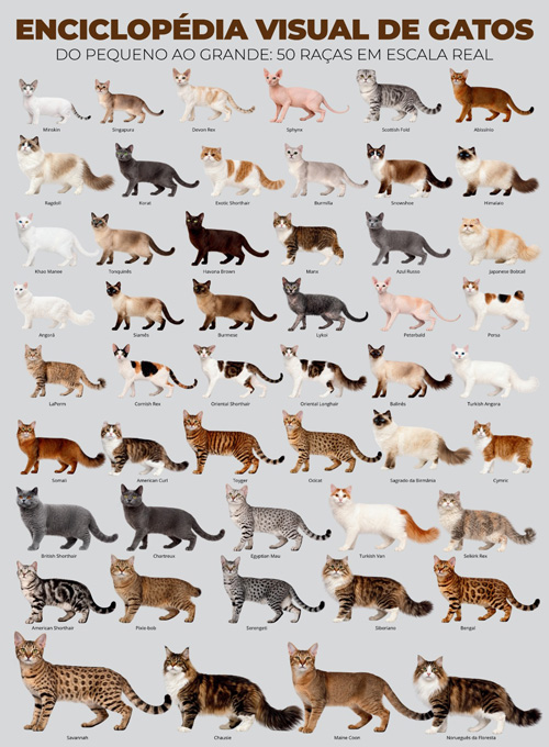 SuperSapiens Posterzine - Enciclopédia Visual de Gatos (Sem dobras)