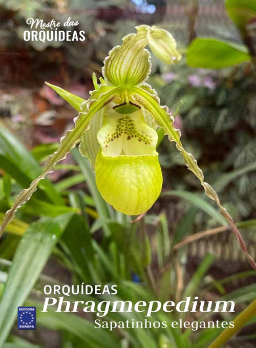 Mestre das Orquídeas - Volume 26: Orquídeas Phragmepedium