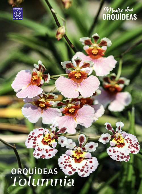 Mestre das Orquídeas - Volume 31: Orquídeas Tolumnia