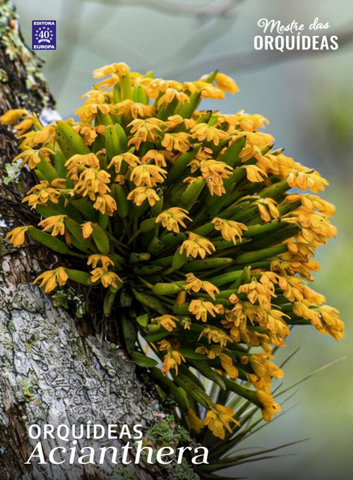 Mestre das Orquídeas - Volume 33: Orquídeas Acianthera