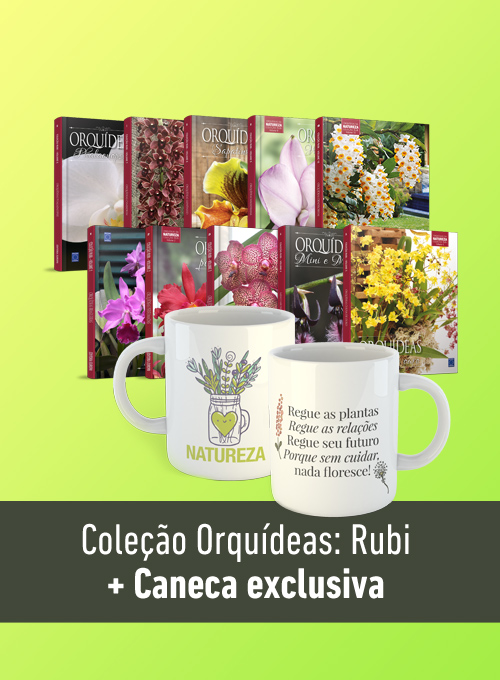 Coleção Orquídeas Rubi + Caneca (Regue as relações)